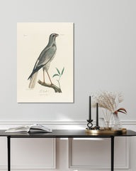 After Hover: François Levaillant - Grauer Vogel