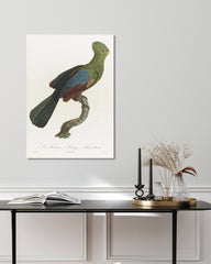 After Hover: François Levaillant - Grüner Paradiesvogel