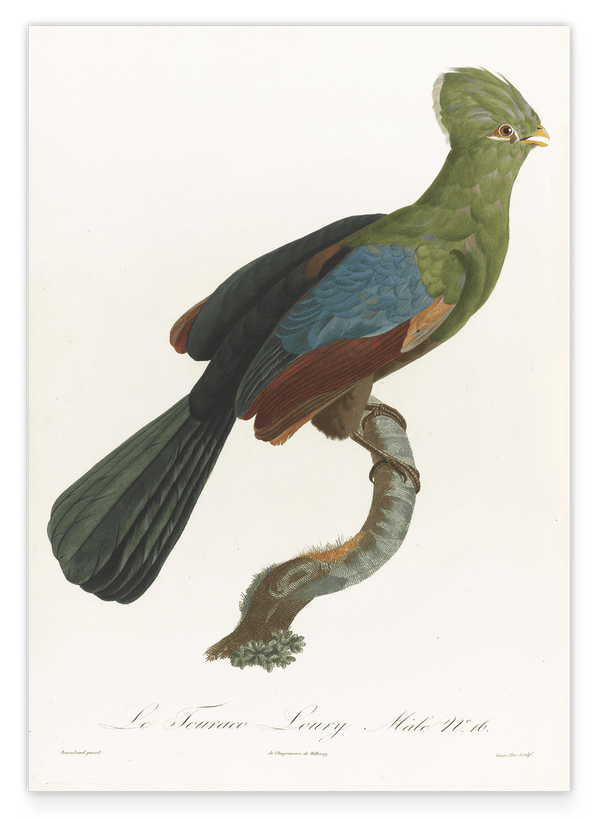 François Levaillant - Grüner Paradiesvogel