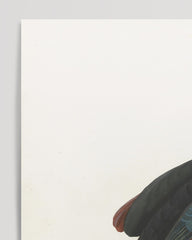 After Hover: François Levaillant - Grüner Paradiesvogel