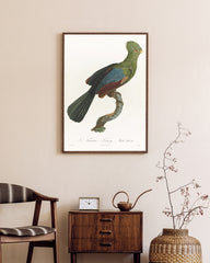 After Hover: François Levaillant - Grüner Paradiesvogel