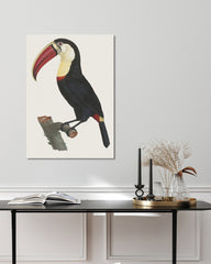 After Hover: François Levaillant - Tukan Vogel