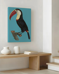 After Hover: François Levaillant - Tukan auf türkisem Hintergrund