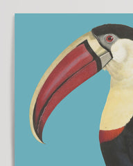 After Hover: François Levaillant - Tukan auf türkisem Hintergrund
