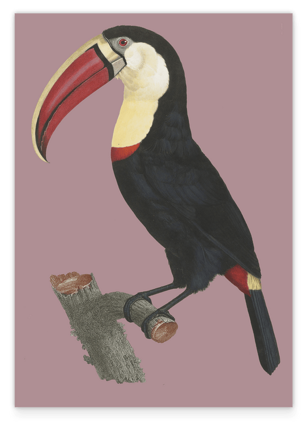 François Levaillant - Tukan auf lila Hintergrund