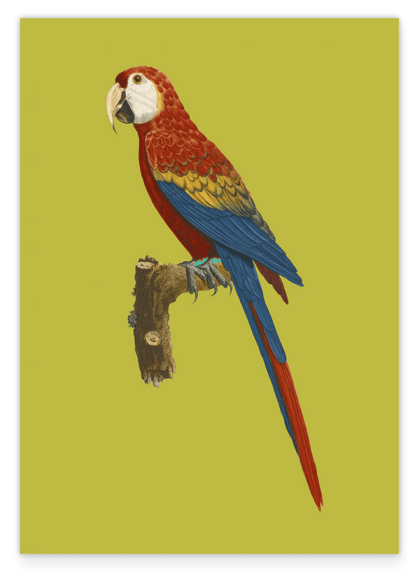 François Levaillant - Roter Ara Papagei - Kunstdruck in Grün