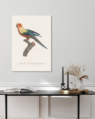 After Hover: François Levaillant - Bunter Paradiesvogel