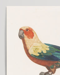 After Hover: François Levaillant - Bunter Paradiesvogel