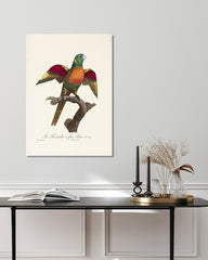 After Hover: François Levaillant - Bunter Paradiesvogel