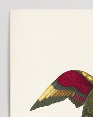 After Hover: François Levaillant - Bunter Paradiesvogel