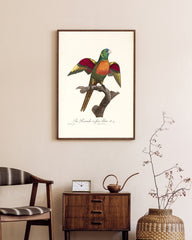 After Hover: François Levaillant - Bunter Paradiesvogel