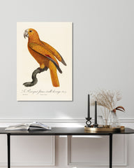 After Hover: François Levaillant - Gelber Paradiesvogel