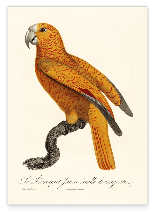 François Levaillant - Gelber Paradiesvogel