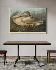 After Hover: John James Audubon - Wildgans