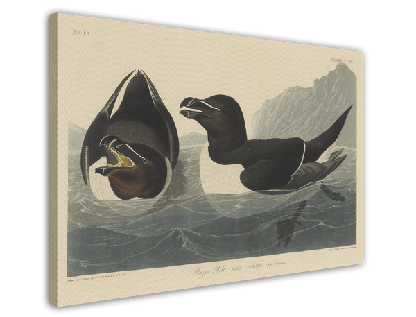 John James Audubon - Zwei Enten im Wasser