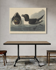 After Hover: John James Audubon - Zwei Enten im Wasser