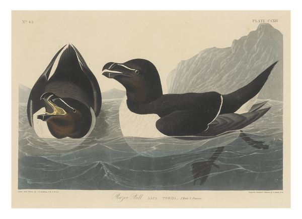 John James Audubon - Zwei Enten im Wasser