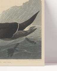 After Hover: John James Audubon - Zwei Enten im Wasser