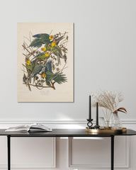 After Hover: John James Audubon - Paradiesvögel