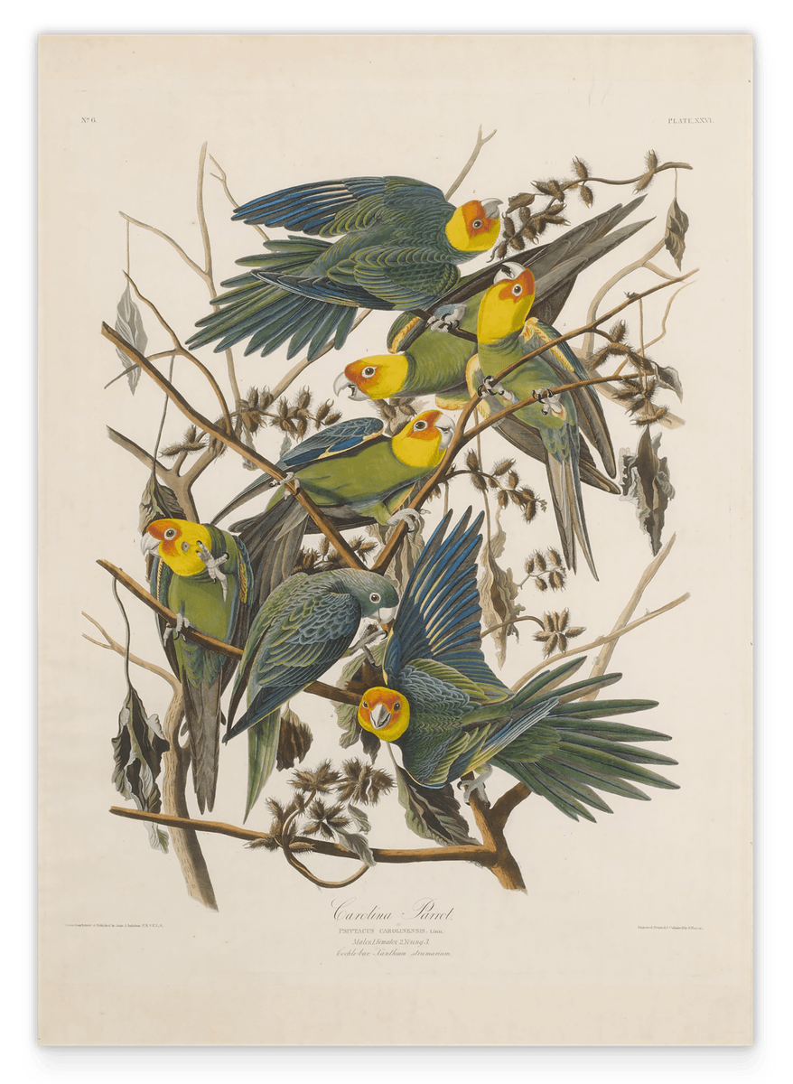 John James Audubon - Paradiesvögel