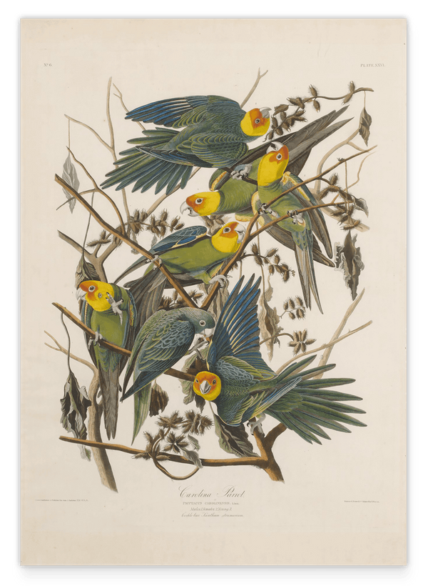 John James Audubon - Paradiesvögel
