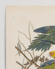 After Hover: John James Audubon - Paradiesvögel