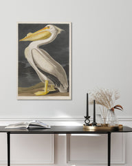 After Hover: John James Audubon - Pelikan