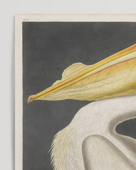 After Hover: John James Audubon - Pelikan