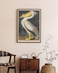 After Hover: John James Audubon - Pelikan