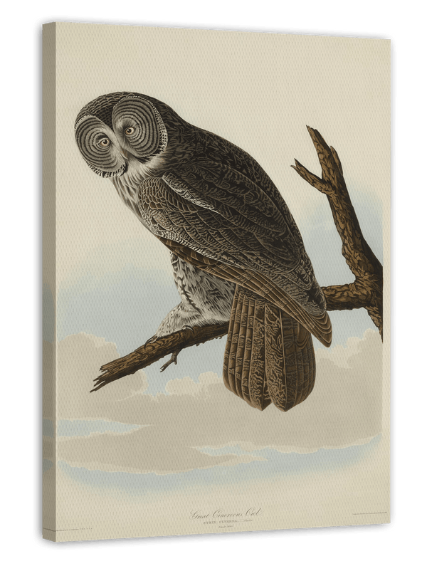 John James Audubon - Eule