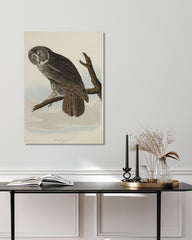 After Hover: John James Audubon - Eule