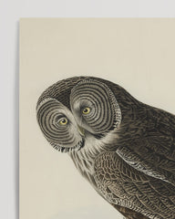 After Hover: John James Audubon - Eule