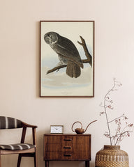 After Hover: John James Audubon - Eule