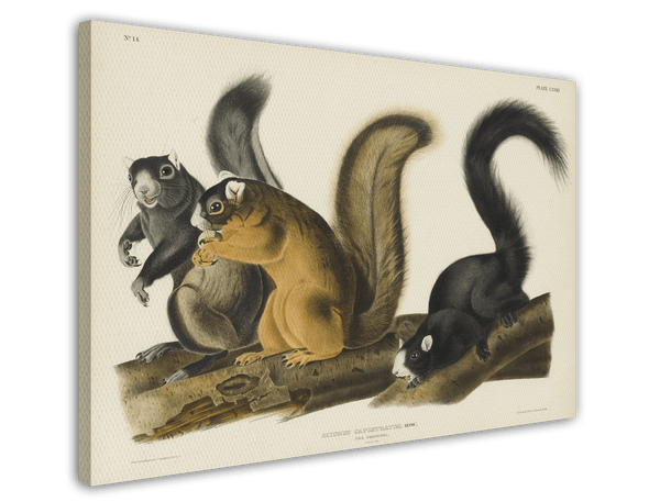John James Audubon - Eichhörnchen