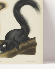 After Hover: John James Audubon - Eichhörnchen