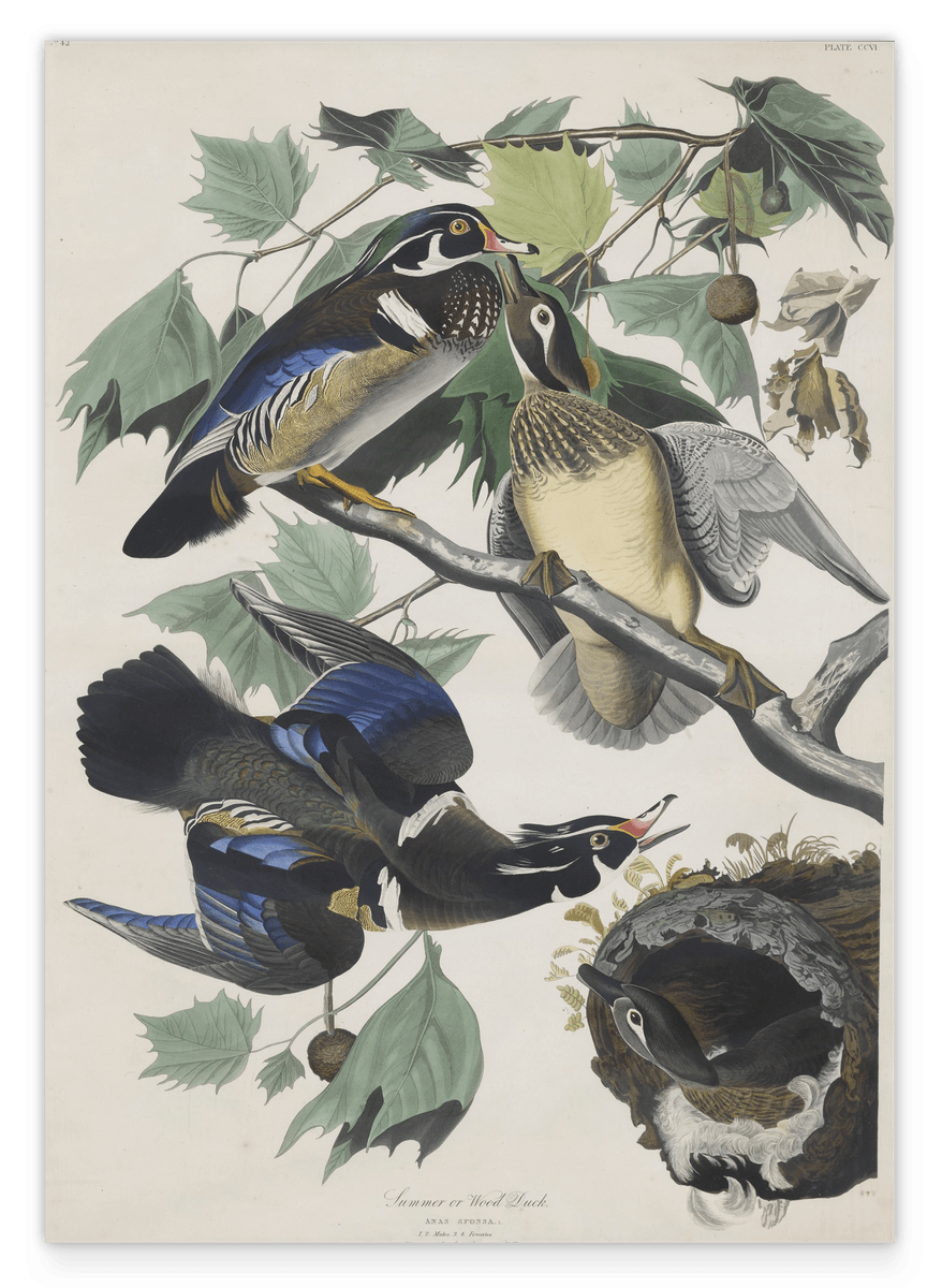 John James Audubon - Enten auf Baum