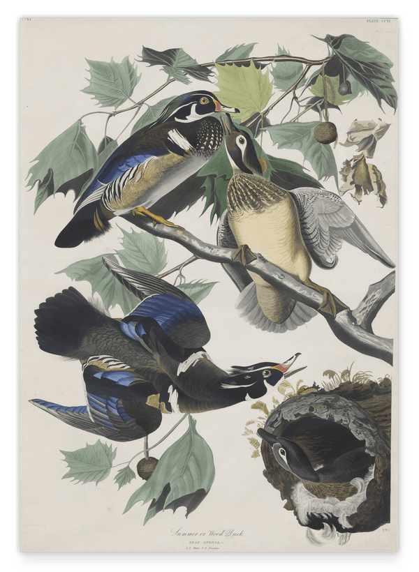 John James Audubon - Enten auf Baum