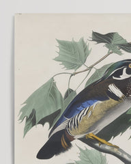 After Hover: John James Audubon - Enten auf Baum