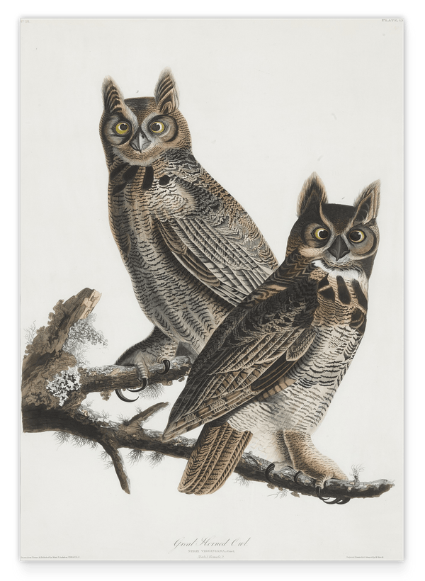 John James Audubon - Zwei Eulen