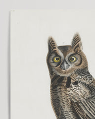 After Hover: John James Audubon - Zwei Eulen