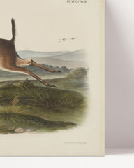 After Hover: John James Audubon - Rennender Rehbock