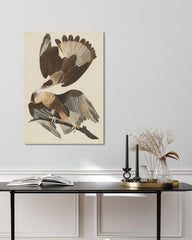 After Hover: John James Audubon - Zwei Raubvögel