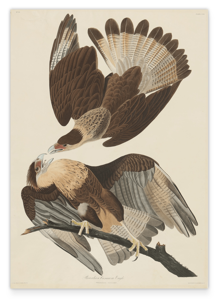 John James Audubon - Zwei Raubvögel