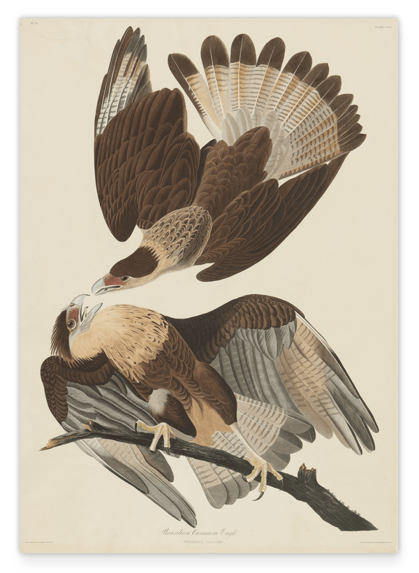 John James Audubon - Zwei Raubvögel
