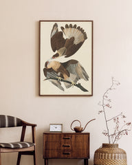 After Hover: John James Audubon - Zwei Raubvögel