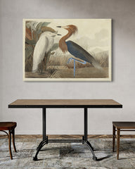 After Hover: John James Audubon - Zwei Vögel am See