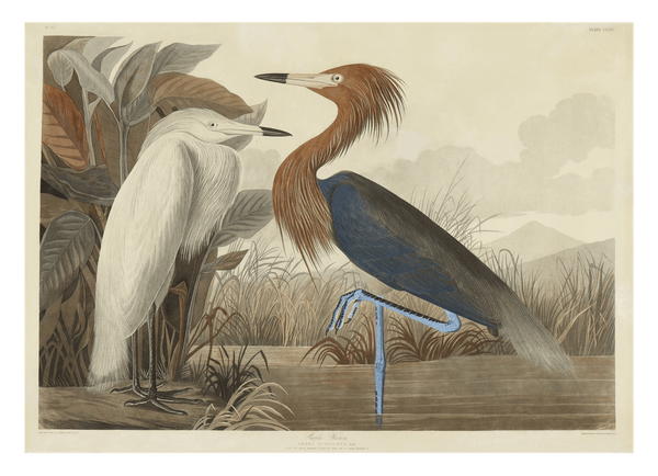 John James Audubon - Zwei Vögel am See