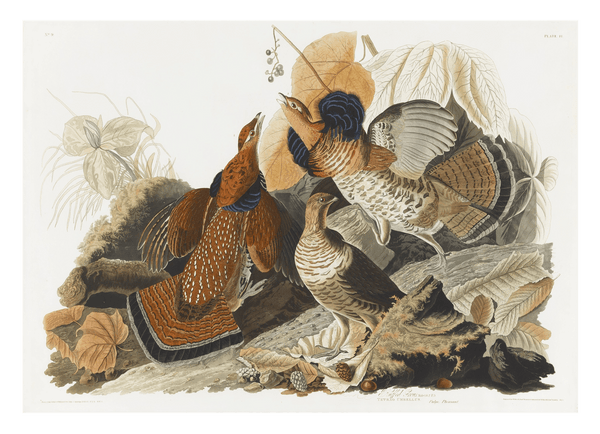 John James Audubon - Rebhühner auf Nahrungssuche