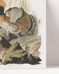 After Hover: John James Audubon - Rebhühner auf Nahrungssuche