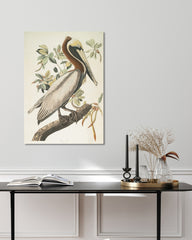 After Hover: John James Audubon - Pelikan am Baum